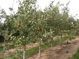 Sie können bei uns somit für jeden standort den richtigen apfelbaum kaufen und zuhause im garten oder auf der wiese pflanzen. Apfelbaum Roter Boskoop Grosser Baum Kaufen