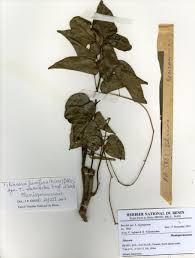 Image result for Tiliacora funifera