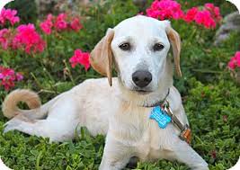 The los angeles department of animal services offers a wide range of services that fulfill its mission to promote and protect the health, safety and welfare of animals and people in the city of los angeles. Los Angeles Ca Labrador Retriever Meet Marshall A Pet For Adoption