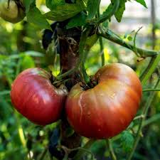 It is perfectly sized for growing in a container on your patio. Tomato Black Russian Seeds The Seed Collection
