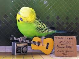 Budgie Http Media Cache7 Pinterest Com Upload 35114072064742299 Umc3e1nc F Jpg Nasti Budgies Muhabbet Kuslari Komik Hayvan Sevimli Hayvan Yavrulari
