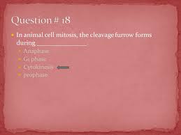 Their main difference is how they form the daughter cells during cytokinesis. Mitosis Meiosis Review Ppt Video Online Download