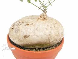 Image result for Raphionacme