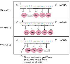10 The Genetic Code Codon Table Article Khan Academy Coding Genetics Gene Expression