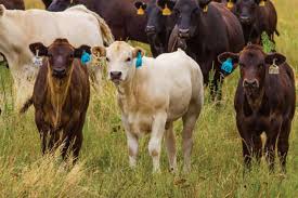 Moving and worming the piedmontese bulls. Lone Creek Cattle Co Creating A Common Market For An Uncommon Breed Piedmontese Thefencepost Com