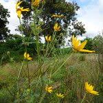 Image result for Bidens oligoflora