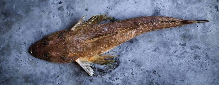 Bluespotted-Flathead-147