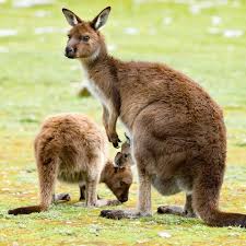 Returns in timbavati wildlife park must be processed within 30 days after receiving the goods, the following is the specific process: Timbavati Wildlife Park In Wisconsin Dells Wi