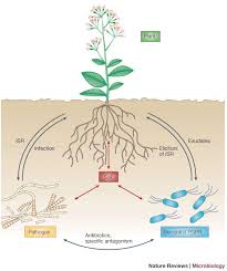 Salinas (ca) mempunyai banyak daya tarikan untuk diterokai dengan sejarah menarik, tarikan semasa dan masa depan yang mengujakan. Biological Control Of Soil Borne Pathogens By Fluorescent Pseudomonads Nature Reviews Microbiology