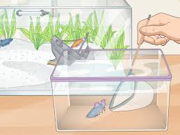 I would like to put together a female betta tank but i keep getting conflicting information on how big it should be and the number of. How To Keep Multiple Female Bettas In One Tank 7 Steps