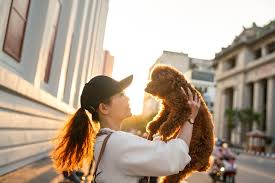 箱根 犬 と 観光