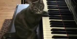 RÃ©sultat de recherche d'images pour "fete de la musique chat"