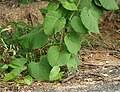 Image result for Cissus humbertii
