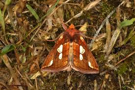 Image result for Plusia putnami