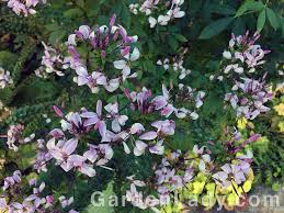 Image result for Cleome elegantissima