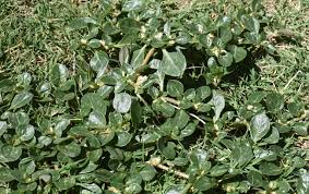 Image result for Alternanthera pungens