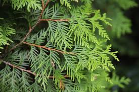 Image result for argyresthia thuiella thuja symptoms