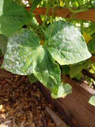 Image result for mildew on cucumbers
