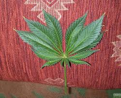 Maybe you would like to learn more about one of these? 3 5 7 9 Finger Leaves General Talk Opengrow