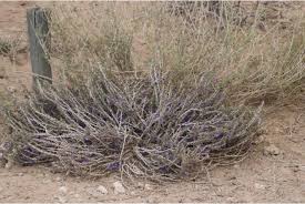 Image result for Aptosimum marlothii