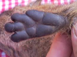 The hyrax, for chewing the cud without having cloven hooves. Rock Hyrax