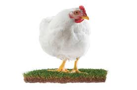 French roosters now crow with the law behind them evelyn blackwell january 24, 2021 3 minutes read paris — the crow of a rooster and the ringing of a church bell at dawn. Fowl Territory Back Page Style Weekly Richmond Va Local News Arts And Events