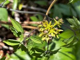 Image result for Blue Cohosh