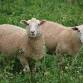 Sheep and Flower Farm Tour – Darryl & Rachel event image