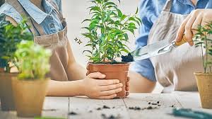 Beberapa di antara manfaat memelihara tanaman di dalam rumah adalah menjaga sistem kekebalan tubuh hingga meningkatkan kemampuan belajar, lo. 6 Manfaat Tanaman Hias Di Rumah Bagi Kesehatan Yang Harus Moms Tahu Orami Magazine Line Today