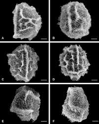 Image result for Blechnum ivohibense