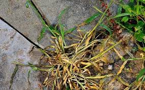 The fast way to kill crab grass could also be a fast way to kill your good lawn grass. How To Get Rid Of Crabgrass In Lawn Kill It Naturally Or Using Herbicides