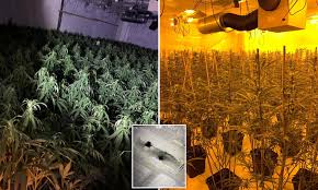 Последние твиты от dawn raid trading group (@joindawnraid). Five Arrested In Dawn Raid On 1million Cannabis Factory Daily Mail Online