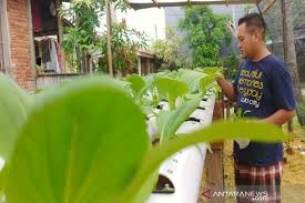 Sebab, hidroponik merupakan budi daya tanaman yang lebih memprioritaskan pemenuhan akan kebutuhan nutrisi pada tanaman dan lebih memanfaatkan air ketimbang media tanah. Petani Kota Kendari Produksi Sayur Pakcoy Selada Sistem Hidroponik Antara News Lampung