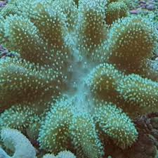 Image result for Sarcophyte