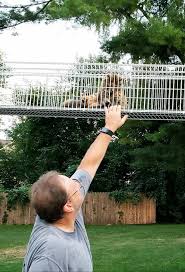 Maybe you would like to learn more about one of these? Making A Simple Cat Walk For Your Catio Hometalk