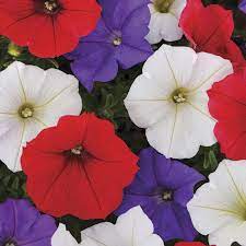 The wave petunia is a hybrid from the solanacaea family that includes a wide range of wave petunias may be propagated through both seeds and cuttings. Shock Wave Volt Mix Petunia Flower Seeds Veseys