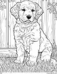 Golden Retriever Puppy Coloring Page