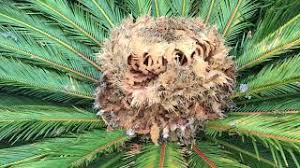 Sago palm can be poisonous to pets. Poisonous Flower Sago Palm Youtube