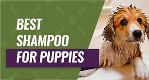 A wide variety of shampoo puppies options are available to you, such as material, feature, and style. Best Puppy Shampoo 4 Safe Effective Picks 2021 Update