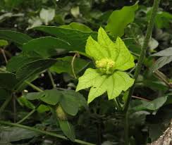 Image result for Dalechampia capensis