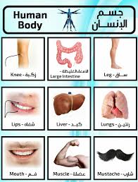 جسم الانسان Learn English Vocabulary English Language Learning Grammar Learn English