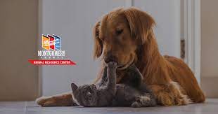 Maybe you would like to learn more about one of these? Adoptions Montgomery County Animal Resource Center