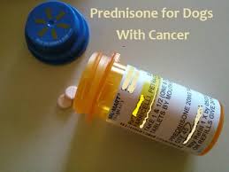 Is there a point of having an operation for my dog with. Prednisone For Dogs With Cancer Pethelpful