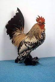 Check spelling or type a new query. Booted Bantam Wikis The Full Wiki Chickens Backyard Breeds Chicken Breeds Chickens Backyard