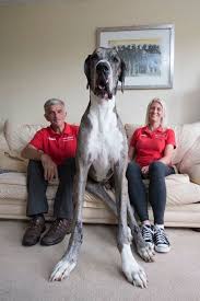 Is This The Tallest Dog In The World Worlds Biggest Dog Big Dog Breeds Big Dogs