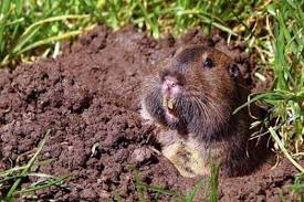 You can kill pocket gophers with poison, trap them, but what is the best way of getting rid of gophers from your garden? Pocket Gopher Nature Collective Getting Rid Of Gophers Animals Gopher