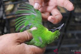 Cucak ijo merupakan salah satu jenis burung kicau dengan ciri fisik yang mudah untuk dikenali. Penyelundupan Burung Antara News