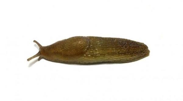 Dusky slug – Slugwatch | John Innes Centre
