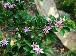 Grewia Occidentalis Caffra Branch Lavender Star Flower Crossberry Rankrosyntjie Kruisbessie 2 4 M S Star Flower Flowers Plants