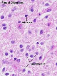 Pineal Gland Histology Body Histology Slides Endocrine Pineal Gland